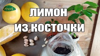 Лимон из косточки -посадка, выращивание,уход косточки лимона в домашних условиях Лимон из косточки