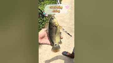 Cá Rô Đồng quá Khủng được câu lên bởi một cậu nhóc bên đường!