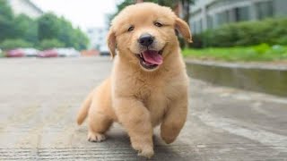 Funniest & Cutest Golden Retriever Puppies #3 - Funny Puppy Videos 2023