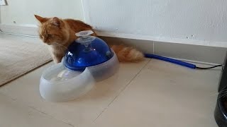 Cat using the Catit Fresh & Clear Drinking Fountain