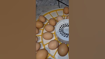 Setting #chickeneggs in the #incubator to #hatch 🐣🐣🐣 #hatching #eggs #chickens #chicks #farming