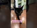 Dicen que soy feo?#cat#cats#catlover#catvideos#catshorts#catlovers#parati#youtubeshorts#viralshort
