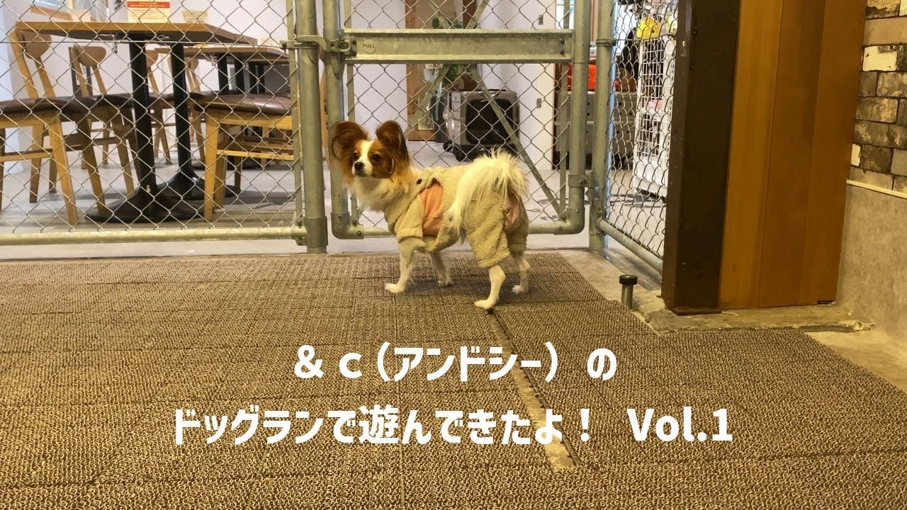【＆c】【アンドシー】室内ドックランで遊んできたよ！ Vol.1