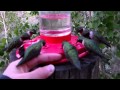 Hummingbird Feeding Frenzy! - Pearching on Hand and Petting!
