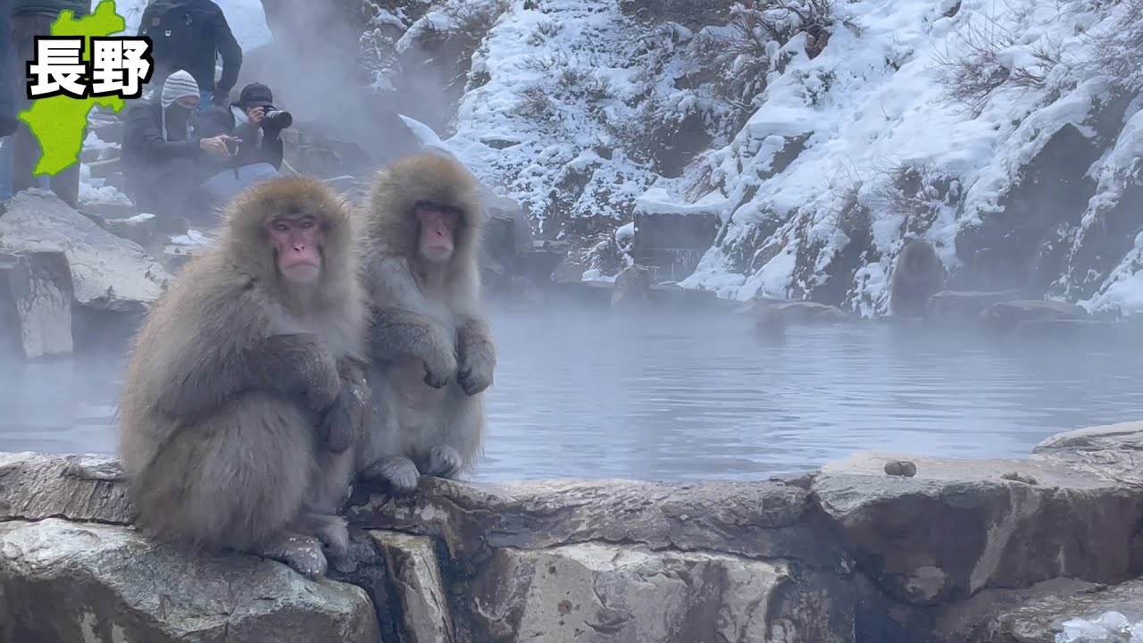 Snow Monkey】Hot spring for monkeys in Nagano, Japan - YouTube