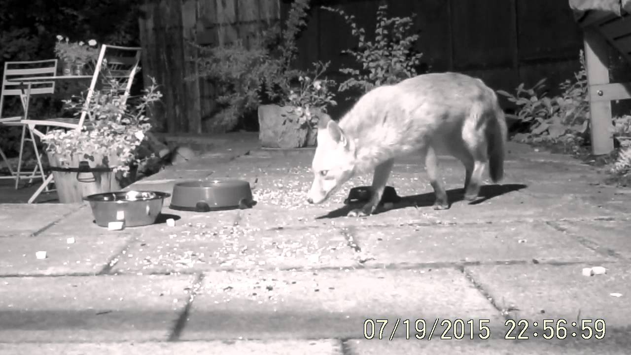 Badger steals chicken from Carrie fox YouTube