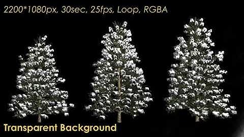 Winter Fir Trees | Motion Graphics - Envato elements