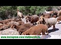 Красные овцы и саги дахмарда из селения Гузн Мукима на перегоне в Айнинском районе.
