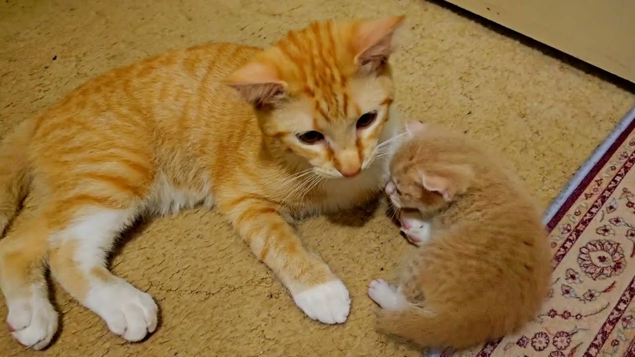 Hujan es  dan makan mie plus masak2 untuk  dinner