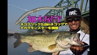 【加木屋守】56.5cm！　文句なしのナガラモンスター捕獲の全貌