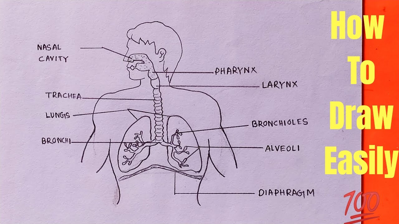 Drawing Of The Human Respiratory System Royalty Free SVG, Cliparts,  Vectors, and Stock Illustration. Image 7054546.