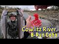B-Run Coho On The Chew