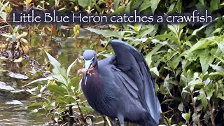 : Little Blue Heron catches a crawfish 