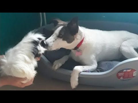 Rescue Dog Gets An Unusual Friend And The Happiest Life Ever!