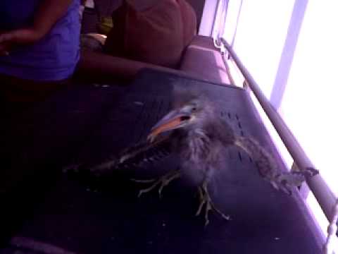 Cendol Si Anak Burung Bangau Bakau Belajar Makan Anak Ikan Youtube