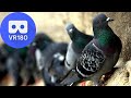 VR180 - People feeding pigeons in Istanbul - Eminönü