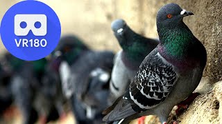 VR180 - People feeding pigeons in Istanbul - Eminönü