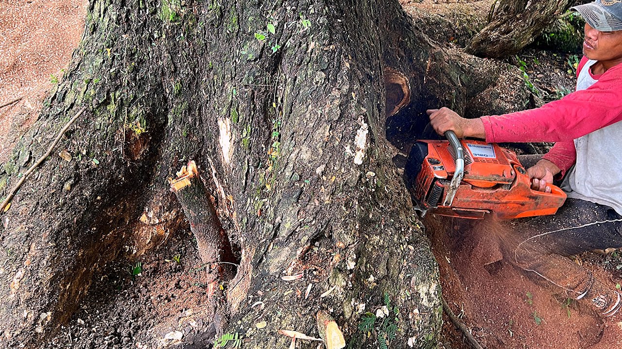 The wind broke some of these trees!! Cut down a super old trembesi tree ...