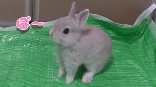 Bunny 'Popo' was such a baby this time