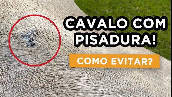 Lavi Fen 200ml Desinfetante Bactericida Detergente Lavizoo - Cuida+Pet -  Produtos para Pets