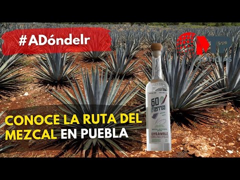 Conoce la Ruta del Mezcal en Puebla