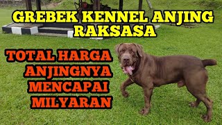 GREBEK KENNEL ANJING RAKSASA KALAU DI HITUNG TOTAL HARGA ANJINGNYA FANTASTIS MENCAPAI MILYARAN by Putra Fajar 88 1,799 views 1 month ago 36 minutes