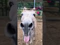 Horse Kicks Annoying Donkey 