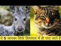 5 ऐसे जानवर जो सिर्फ हिमाचल में ही पाए जाते है || 5 animals only in Himachal Pradesh || 2021