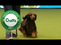 Hound Group Judging and Presentation | Crufts 2017