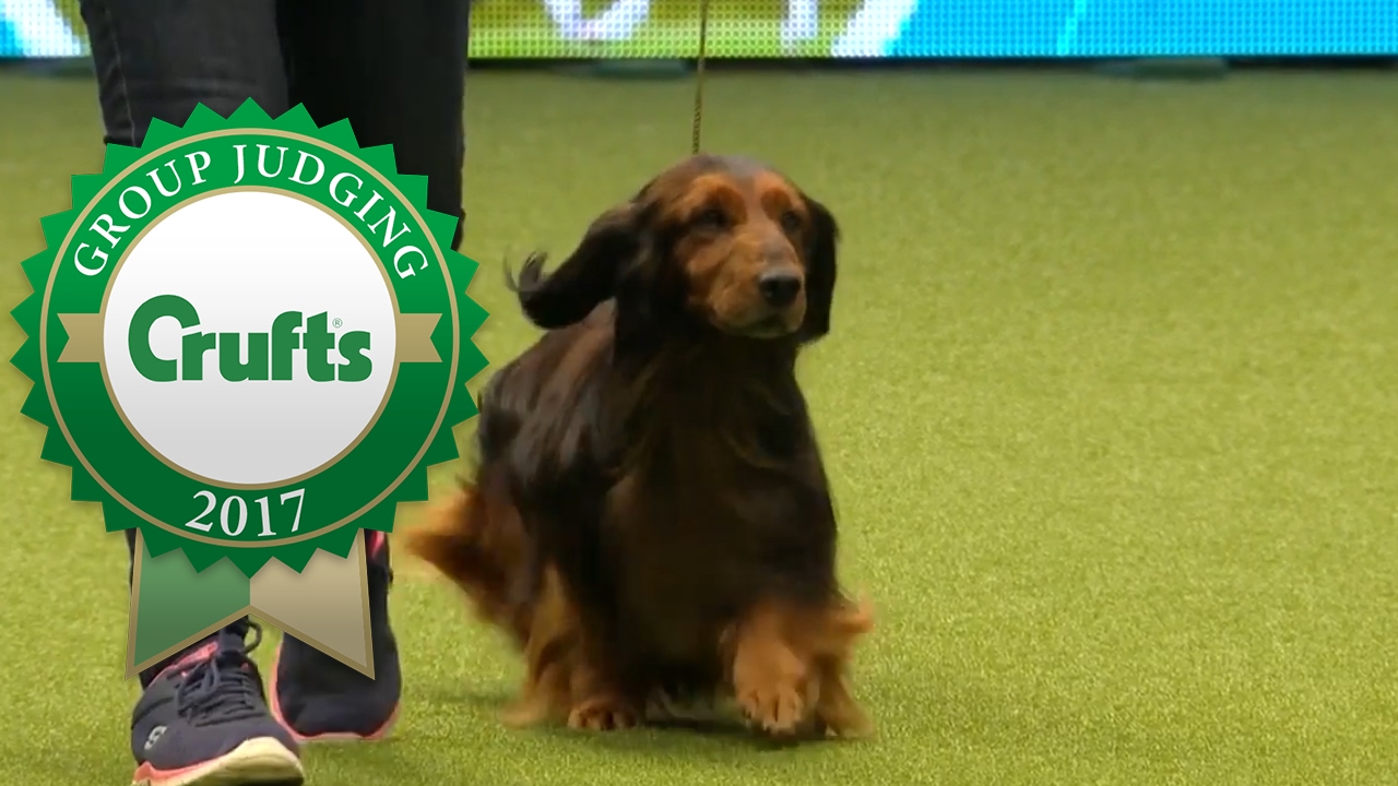 gun dogs crufts 2019