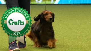 Subscribe to Crufts: http://bit.ly/CruftsSub Full coverage of the H...