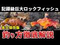 日本記録級のランカーロックフィッシュはこうやって釣る！巨大ハタ系根魚攻略の極意