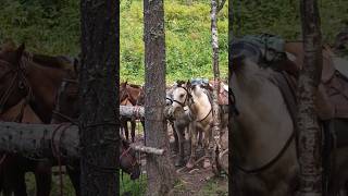Цены на бензин не радуют. А лошади ещë и умные.
