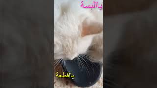 ضحكٌ لا يتوقف مع قطّة تُحاول ارتداء الحذاء Non-stop laughter with a cat trying to wear shoes قطط