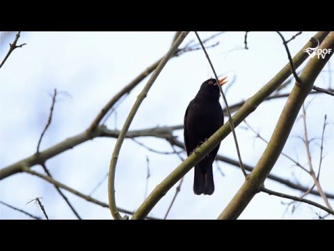 Video: Sort fugl med sort næb. Sort fugl med stort næb