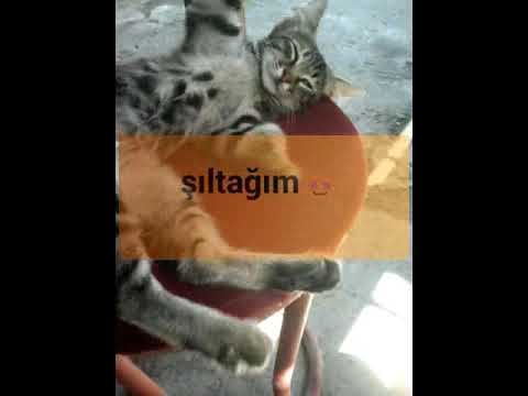 #şexsi #pişiyim #şıltağım😻♥