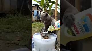 Cat Kapde Dho Rahe Ho  funny cat comedy trending youtubeshorts shorts short