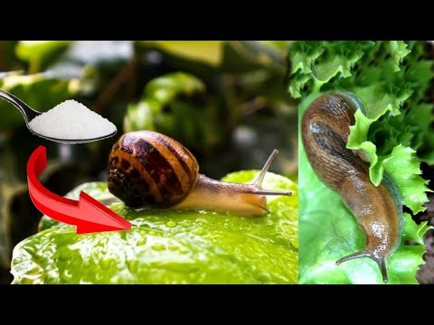 Vídeo: Slugs In The Garden - Aprèn a matar llimacs de jardí