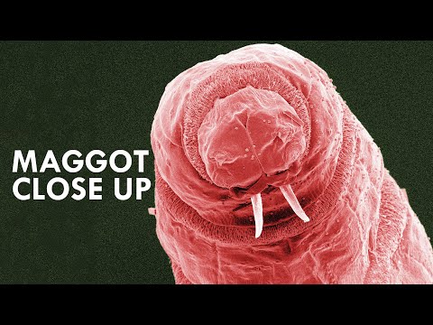 Video: What Are Maggots