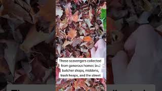 Bad Jobs The Bone Grubber Or Bone Picker