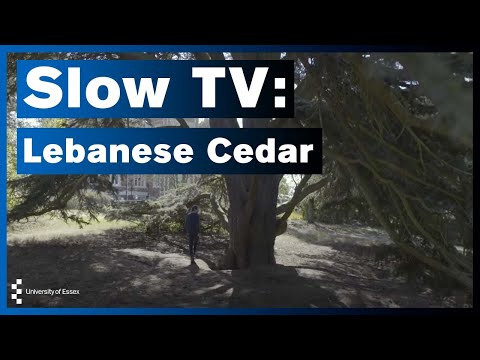 University of Essex Slow TV: Lebanese Cedar Tree