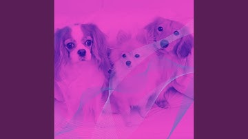 Divine Backdrops for Calming Puppies