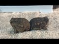 あくびをする丸いカエルがかわいい！cute Rain Frog! アメフクラガエル