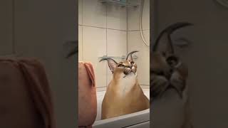 Gosha Bath 🙀 #floppa #bigfloppa #floppanation #caracal #caracalcat #floppy #floppaworld #floppacat