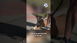 Dog walker thwarts car theft in Baltimore's Brewers Hill neighborhood