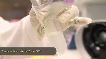 BS1007 - Cytochemistry, DAPI Staining