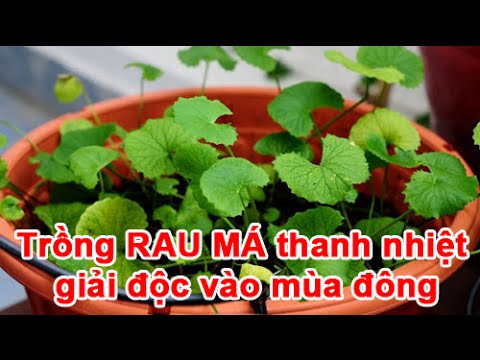Trồng rau má