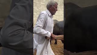 #viral #ytshorts #trending #haryana #desilife