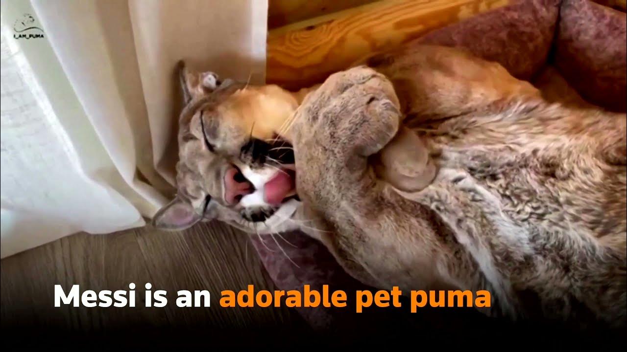 Meet Messi, the Russian pet puma - YouTube