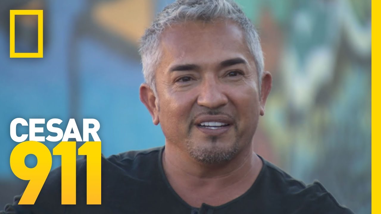 nat geo wild logo Cesar's Nuggets of Wisdom Part 4 | Cesar 911